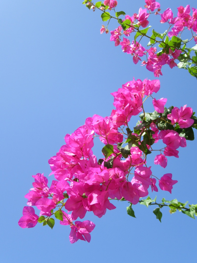 springtime, pink, cherry blossom, inflorescence, tropical flower, freshness, outdoors, bud, exotic flower, bougainvillea, daytime, flowering plant, beauty in nature