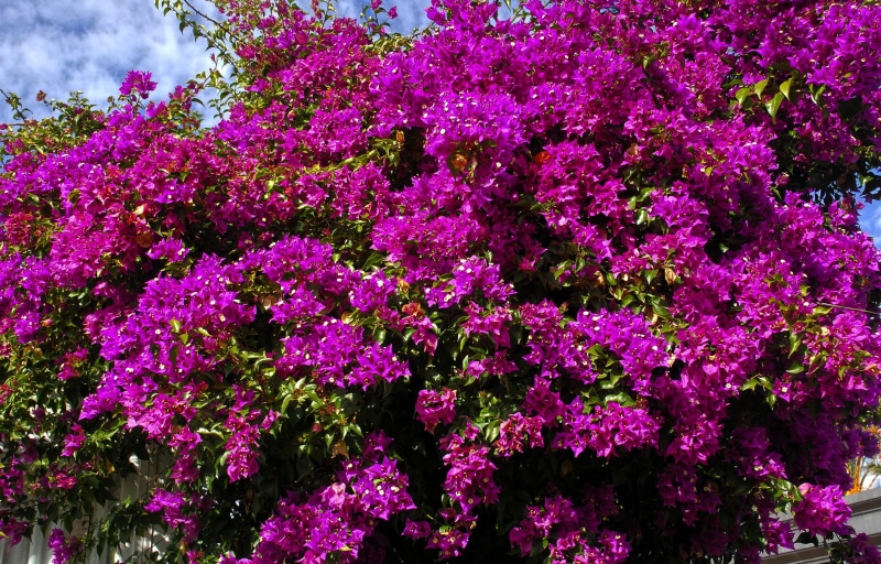 flowers, bougainvillea, 2K