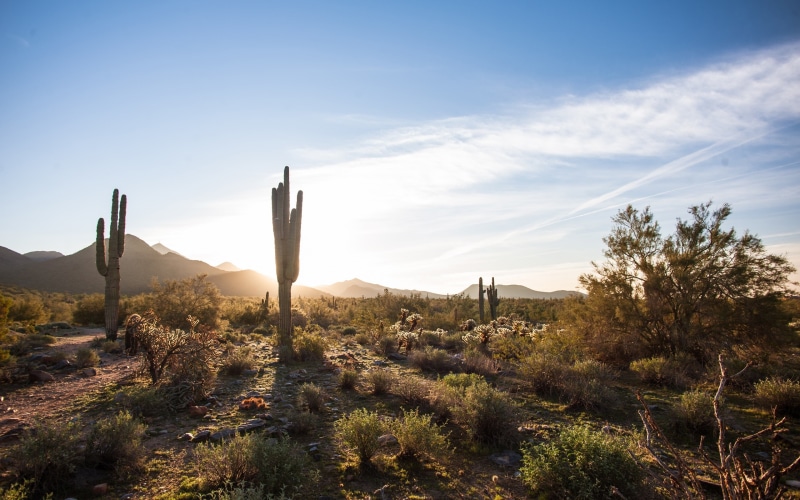 Sun, Arizona, Cactus, 2K, Sky, USA, Clouds, Desert, green, bushes, Scottsdale