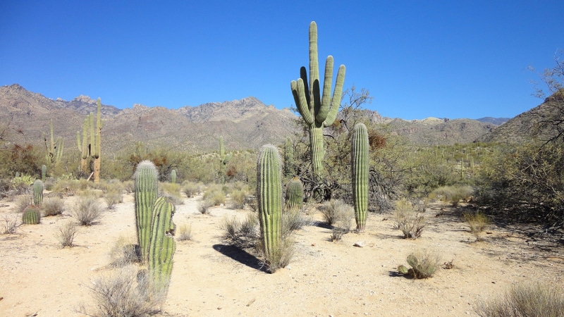 sky, saguaro cactus, plant, nature, 1080P, no people, scenics - nature, arizona, semi-arid, desert, clear sky, beauty in nature, heat - temperature, succulent plant