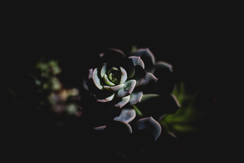 single Flower, echeveria, flowering plant, vulnerability, petal, sunlight, selective focus, freshness, outdoors, growth, water, nature, no People, succulent