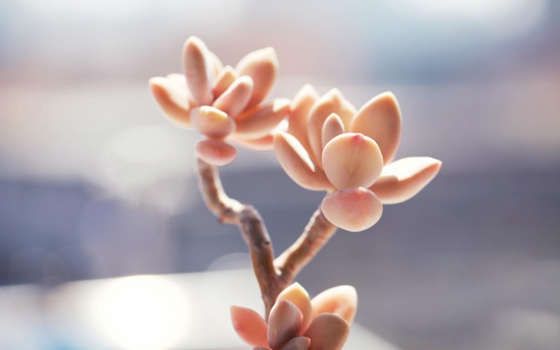 succulents, fleshy, meng, fun, 1080P, innocence, da, succulents da meng, potted