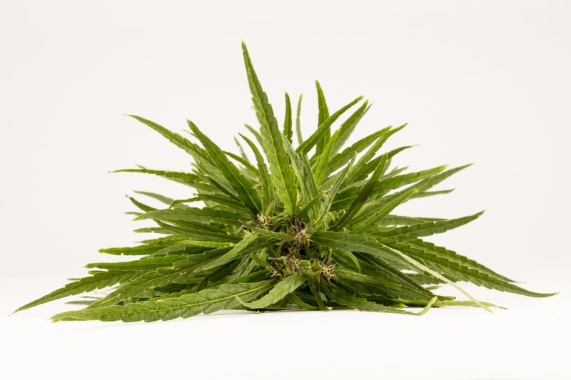 herb, background, green color, green, addiction, hemp, marijuana - herbal cannabis, white, addiction treatment, nature, grass, alternative medicine, the dependence of