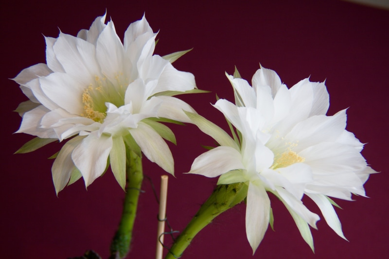 indoors, tropical, white, purple background, yellow, focus on foreground, blossom, delicate, natural, serenity, botanical, inflorescence, studio shot, black background