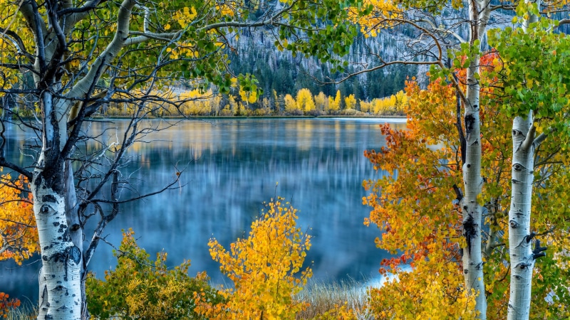 water, lake, tree, leaf, birch tree, reflection, branch, autumn, june lake, deciduous, 4K, birch, yellow leaves, nature, usa, california, united states