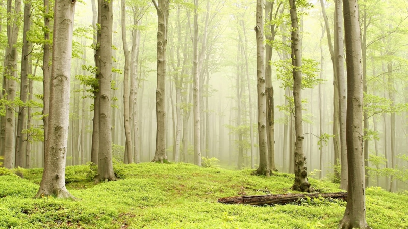 4K, woodland, green forest, forest, spring, mist, deciduous, tree, vegetation