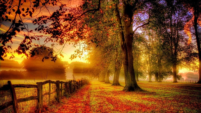 forest, tree, fog, landscape, 1080P, autumn, fence, sunlight, deciduous, fall, theatrical scenery, leaf, nature, woodland