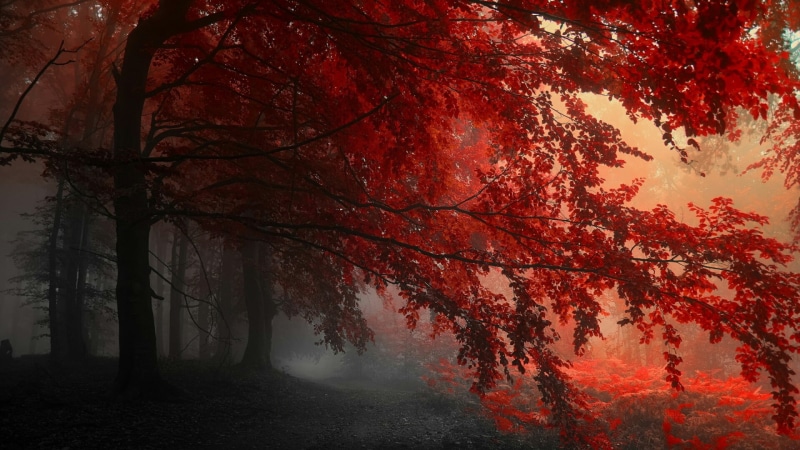woodland, nature, 1080P, leaf, peaceful, deciduous, trees, autumn, red leaves, darkness, tree, branch, twilight, forest, leaves