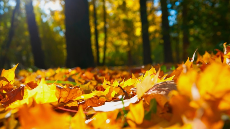 tree, autumn, forest, sunlight, yellow leaves, 8K, deciduous