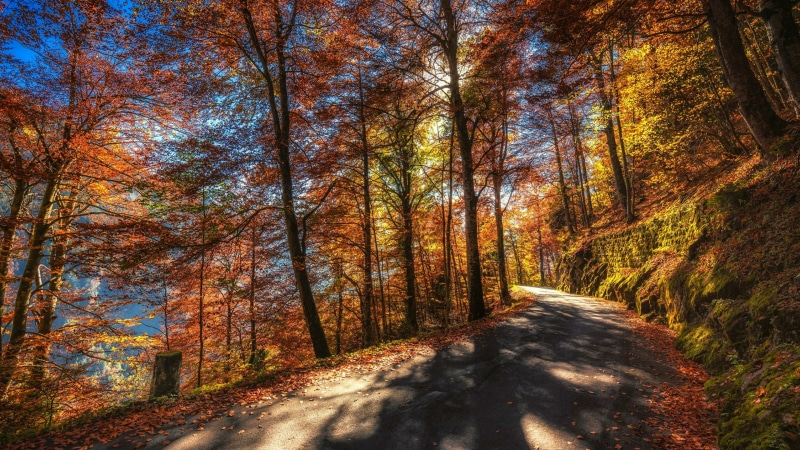 thun, sky, sunlight, autumn, nature, foliage, colorful trees, deciduous, road, 4K, tree, autumn trees, woodland, autumn leaves, switzerland, forest, autumn colors