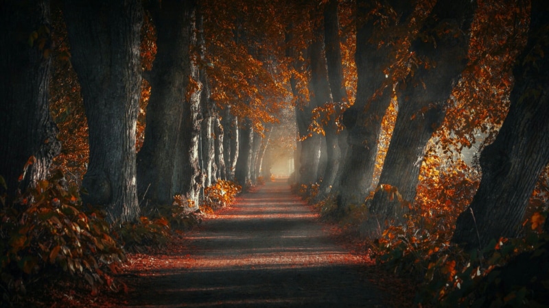 deciduous, light, park, forest, pathway, 1080P, trunk, leaves, woodland, alley, path, tree alley, nature, autumn, tree