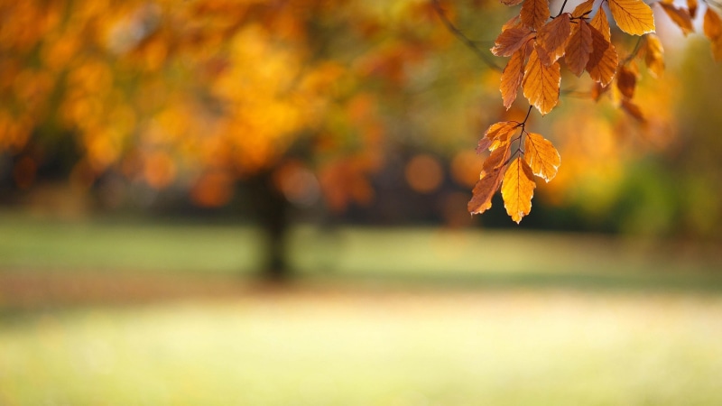 4K, macro photography, sky, nature, sunlight, branch, scenics - nature, macro, autumn collection, rural scene, grass, autumn, tree, landscape, focus on foreground