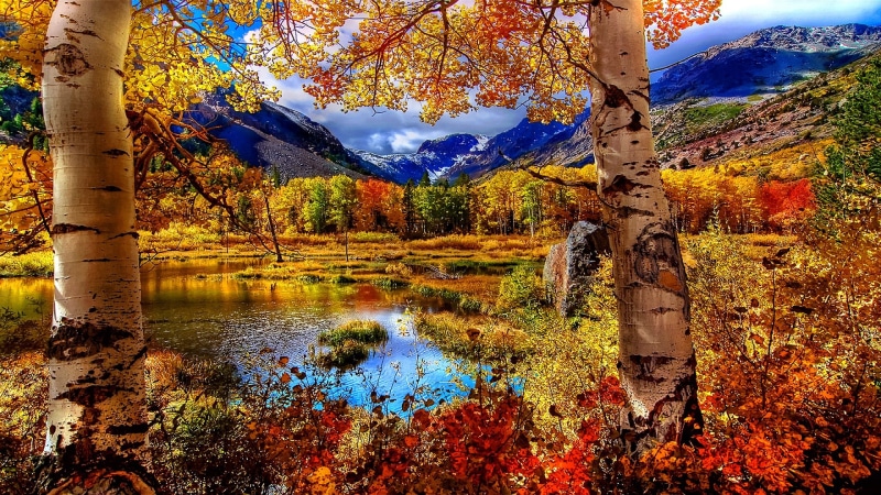 autumn, tree, birch, mountain, lake, mountain lake, water, birch tree, landscape, leaves, 1080P, autumn colors, deciduous