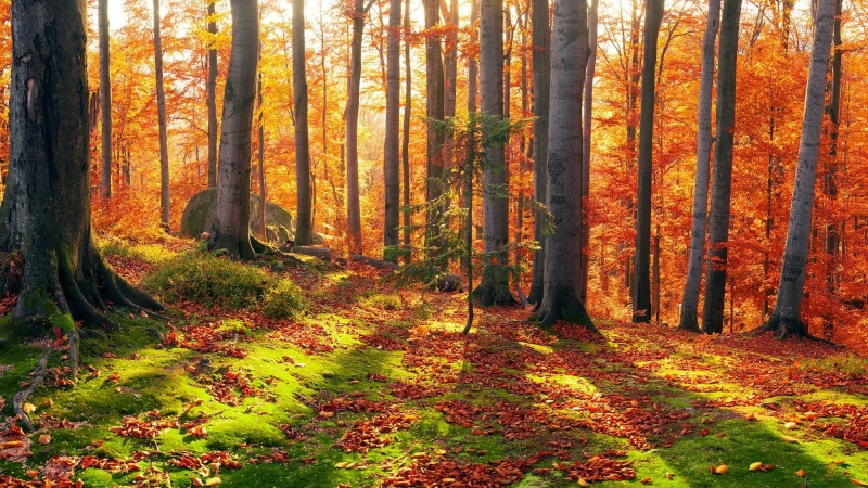 day, mossy, tree trunk, pine tree, tree, autumn colors, autumn, nature, autumn collection, orange color, autumn landscape, non-urban scene, tranquility