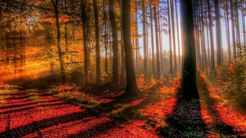 autumn, forest, sunlight, 1080P, path, morning, leaves, tree, deciduous, nature, woodland