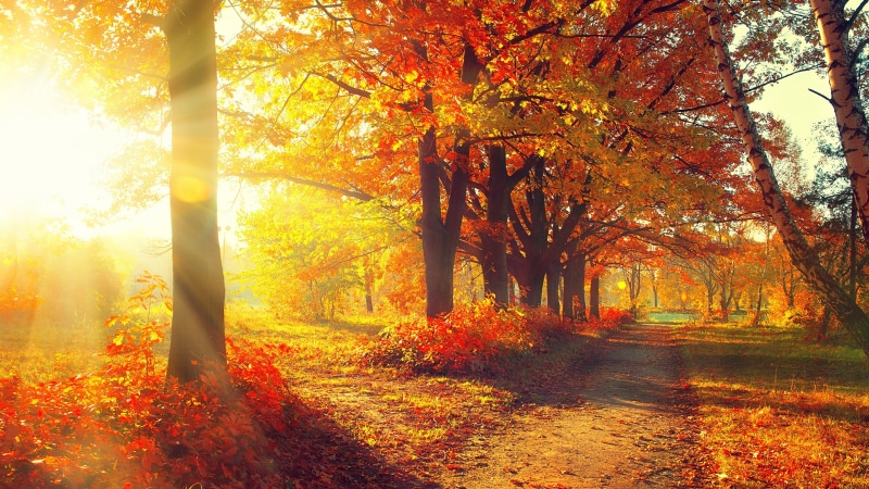 sunbeam, branch, 4K, forest, morning, sky, leaves, grove, tree, pathway, sunlight, deciduous, autumn