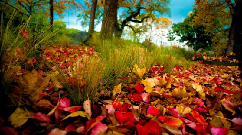 fallen, nature and landscape, leave, autumn, ground, 720P