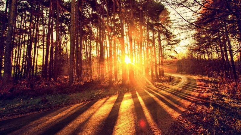 deciduous, tranquility, land, tranquil scene, autumn, forest, sun, woodland, non-urban scene, growth, road, outdoors, lens flare, tree, streaming, sunbeam