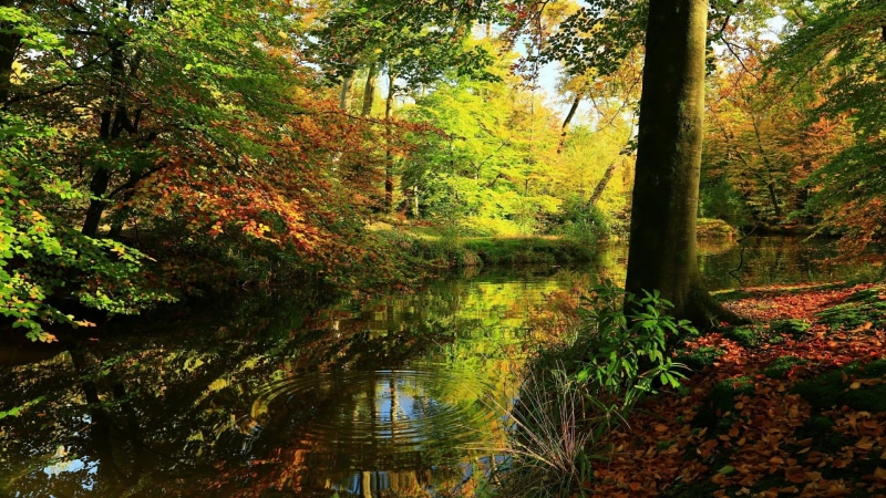 reflection, 1080P, deciduous, autumn, nature, water, woodland, forest, vegetation, canal, river, wilderness, tree