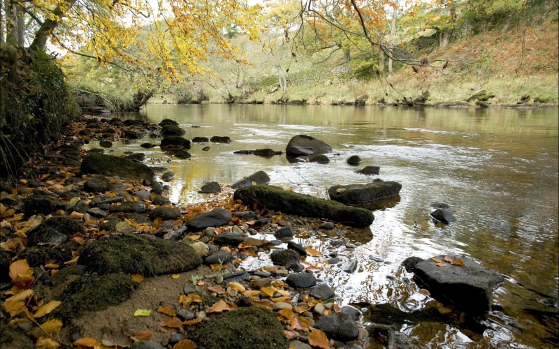 fallen leaves, fall, landscape, 2K, river, rocks, stones