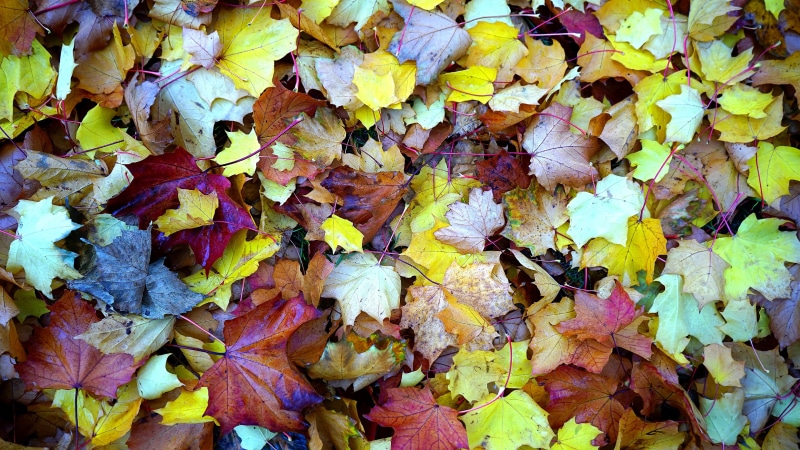 plant part, leaf, fall, fallen leaves, backgrounds, autumn, defoliation, land, large group of objects, autumn colors, beauty in nature, vulnerability, nature