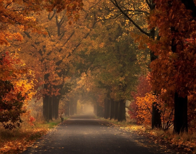 landscape, fall, 480P, road, orange, nature, walking, fallen leaves, women