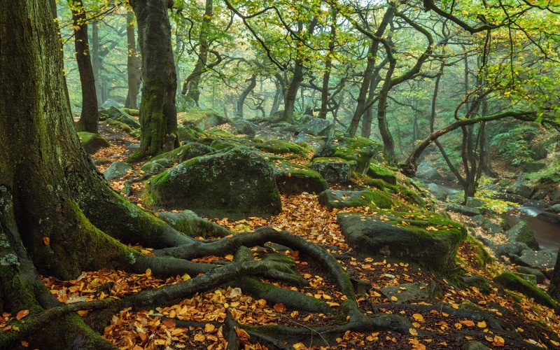 forest, november, autumn, trees, hd, leaves, 4K, stems, red, moss, roots, rocks, green, yellow, nature, fallen, desktop, landscape