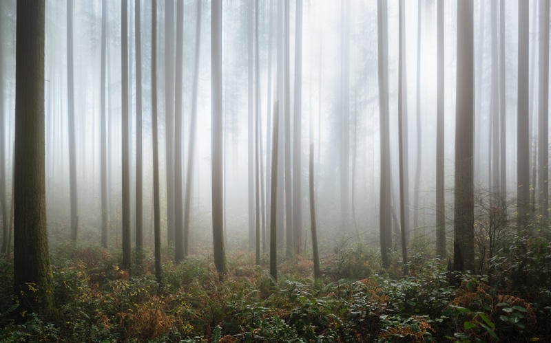 covered, mist, plant, f/2, woodland, nature, leaf, 5K, john, washington, Canon EF, tree, landscape, Pacific Northwest, Theater, fogs, westrock, Issaquah