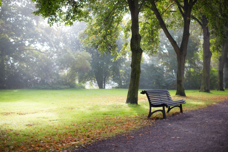 forest, Stockholms län, 5K, Bänk, tree, Canon EF, Bench, mm, Mist, trees, autumn, outdoors, season, near, Fog, nature, pathway, F/1.2, leaf, Sverige, Dimma