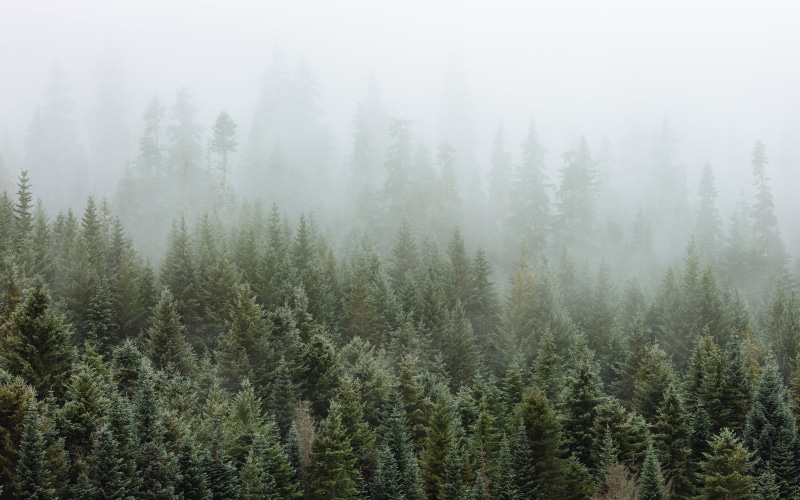 trees, landscape, Canon EOS 5D Mark III, westrock, beauty In Nature, washington, foggy, 5K, 2L, tree, woodland, Pacific Northwest, nature, white, Gold Creek