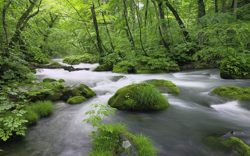 landscape, nature, spring, forest, leaves, 720P