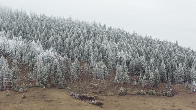 winter, scenery, westrock, snowy, tree, Pacific Northwest, mountain, frost, snow, 5K, USM, season, Canon EOS 5D Mark III, pine tree, outdoors, cold - Temperature
