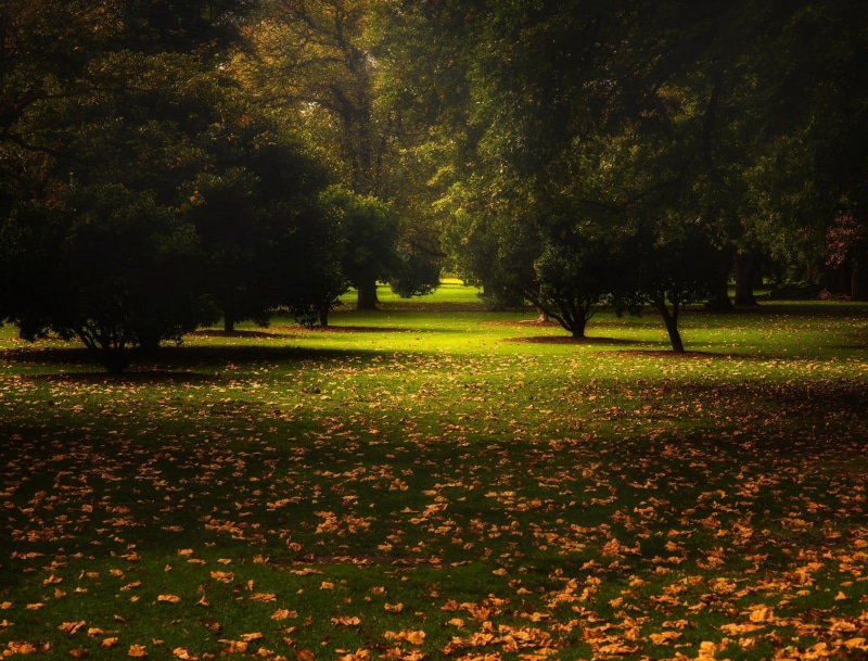 scenics, backgrounds, leaves, grass, outdoors, yellow, day, springtime, woodland, rural Scene, multi Colored, beauty In Nature, Australia, fall, park, calm