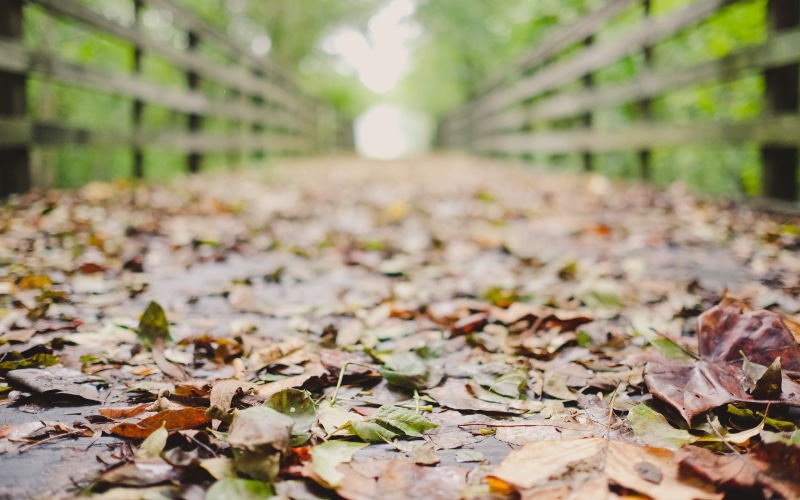 leaf, depth of field, land, day, photography, the way forward, focus on foreground, surface level, natural condition, falling, growth, selective focus