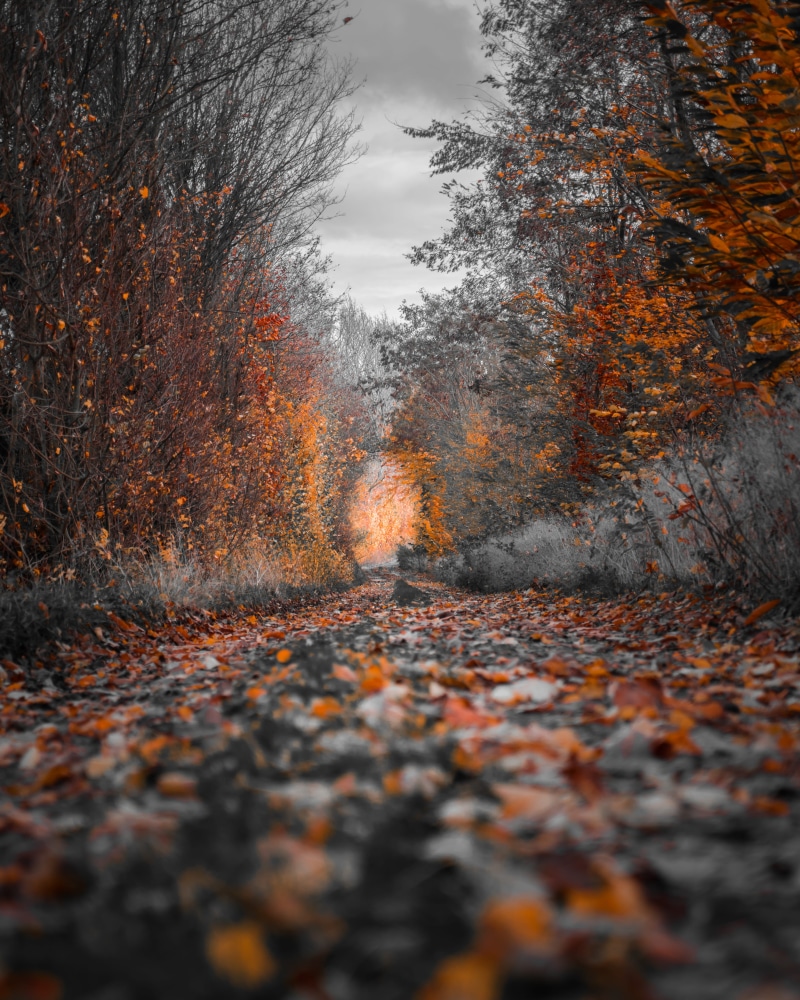 photography, scenics - nature, environment, color, the way forward, foliage, growth, day, direction, 4K, plant part, change, plant, beauty in nature, travel