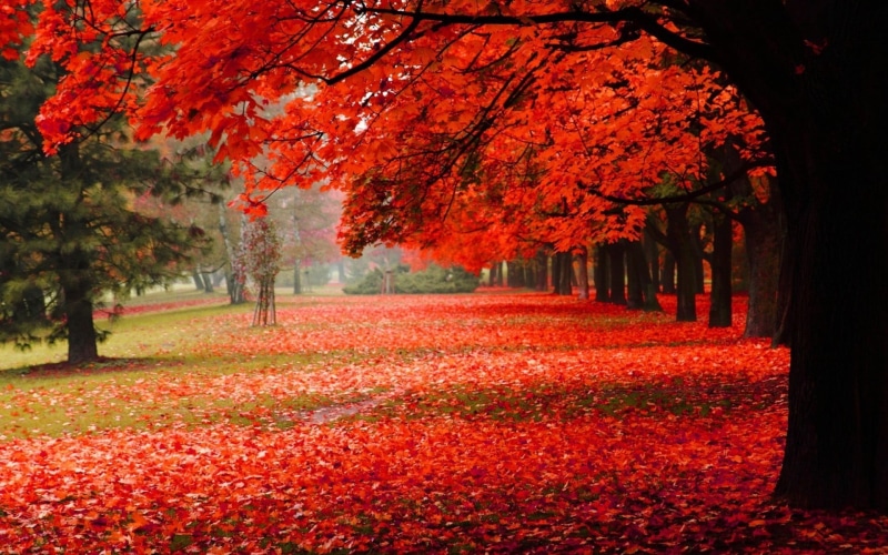 plant part, land, park, fall, beauty in nature, red, maple leaf, tranquility, nature, growth, day, white, no people, outdoors, leaves, trees, autumn, 1080P