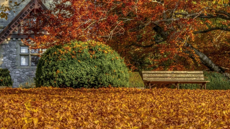 1080P, autumn, no people, nature, leaves, area, brown, growth, red, beauty in nature, rug, outdoors, plant part, park, architecture, tranquility, fall