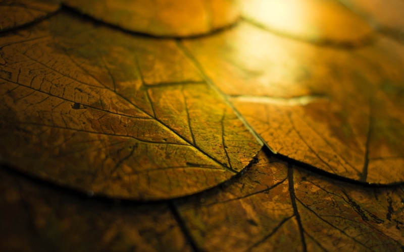photo, botany, textured Effect, backgrounds, pattern, organic, nature, dry, light - Natural Phenomenon, natural condition, yellow, autumn, beauty In Nature