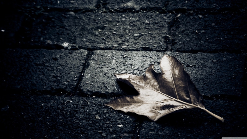 fragility, black Color, nature, macro, stones, dirty, 4K, vulnerability, autumn, falling, high angle view, gray, close-up, paving stone, selective focus