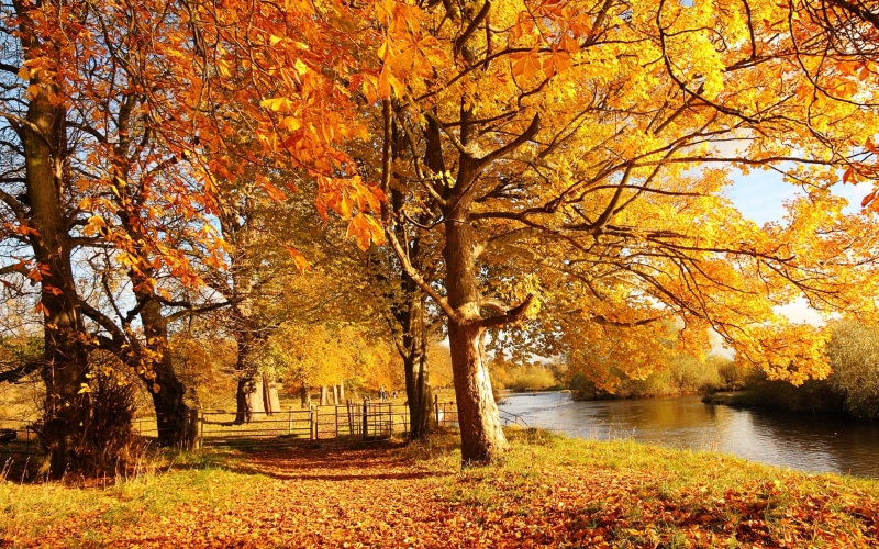 Trees, River, Scotland, orange, Motherwell, Autumn, Nature, Yellow, 1080P, tree, Forest, Leaves