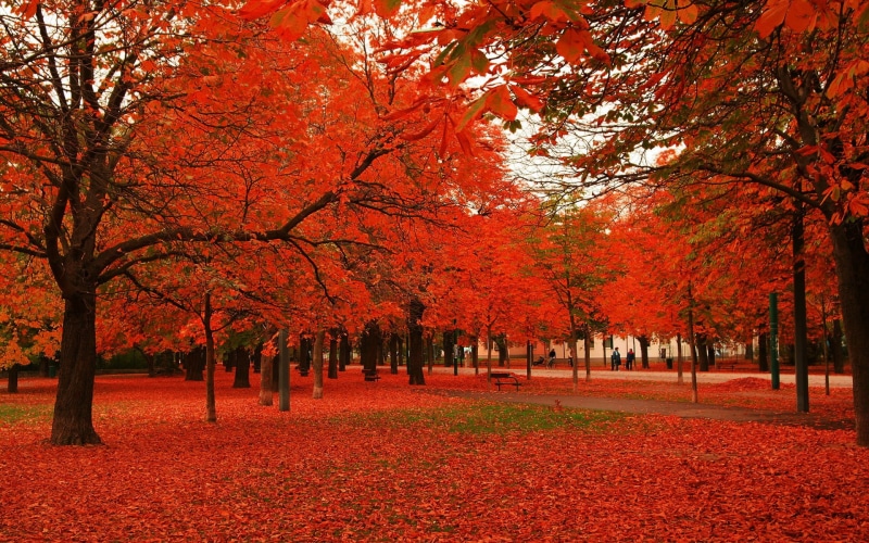 nature and landscape, autumn, trees, red, 1080P, leaves
