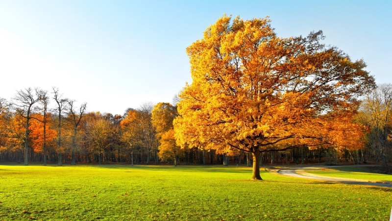 Beautiful, 2K, Sunlight, Yellow, Autumn, Trees, Green, Grass, Leaves, Garden