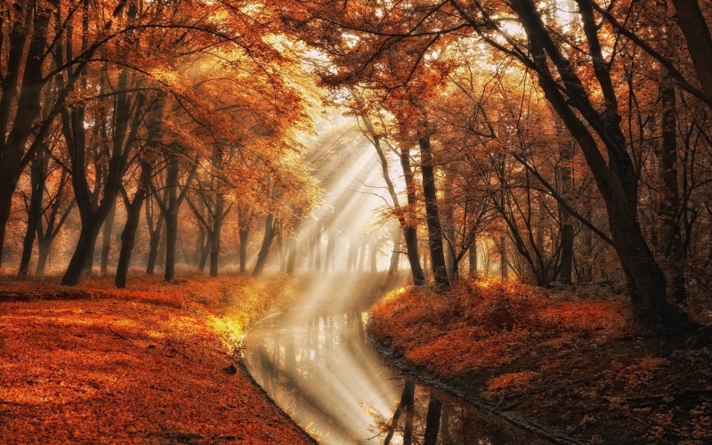 gold Colored, orange Color, falling, scenics - nature, mist, near, october, land, plant, change, black, lush Foliage, bright, tranquil Scene, landscape