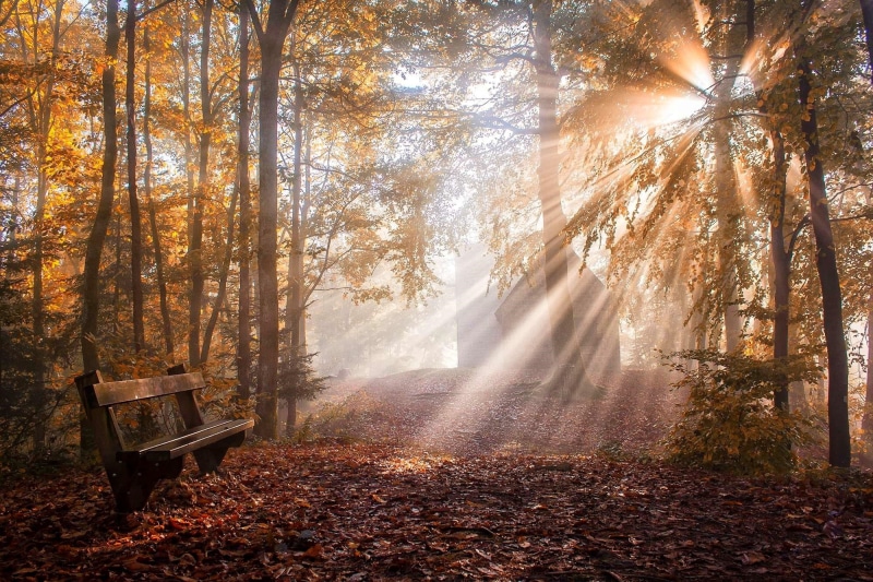 plant part, park bench, leaves, land, woodland, fog, trees, mist, autumn, day, landscape, no people, seat, change, sunbeam, outdoors, park, plant, leaf