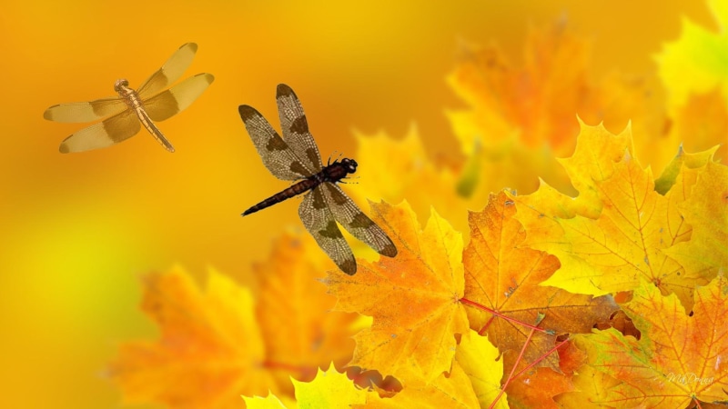 autumn, gold, wind, artistic, dragonfly, nature and lands, insect, 1080P, blurry, fallen, orange, leaves, breeze, fall, yellow