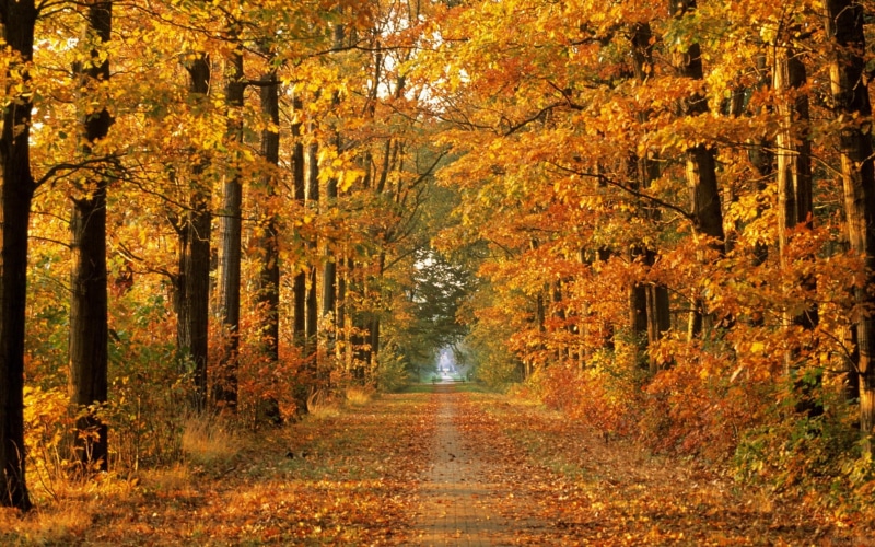 forests, leaves, season, x, autumn, roads, autumn (season), hd, nature, path, fallen, art, forest, 720P