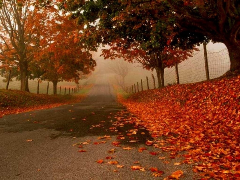red, misty, trees, fallen, fallen leaves, leaves, flame, framed, 480P, orange, road, autumn, nature, hd