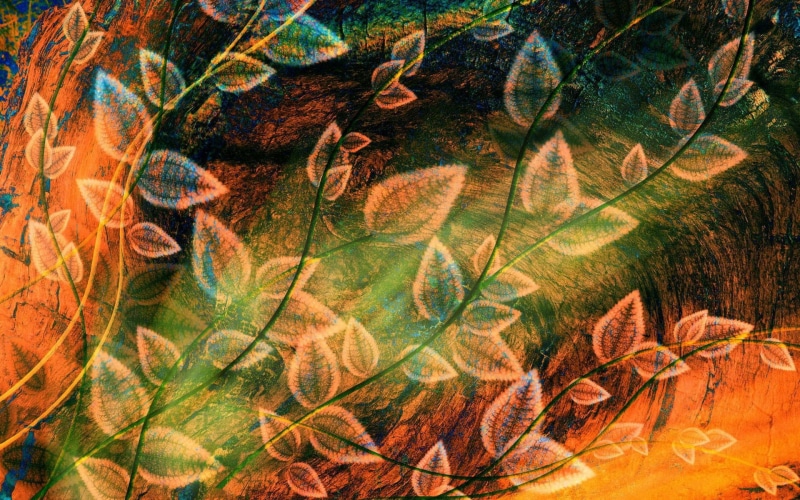 vibrant Color, fractal, abstract, art, colors, leaf, backdrop, decoration, orange color, color Image, autumn, fallen, green, leaves, no People, floral