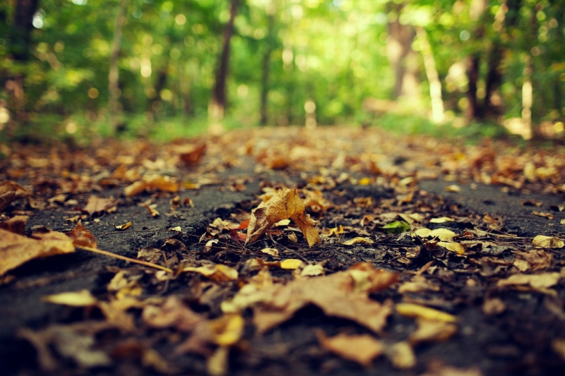 yellow, asphalt, bokeh, road, dry, fallen, 1080P, faller, Autumn, leaves, close-up, blur, Nature