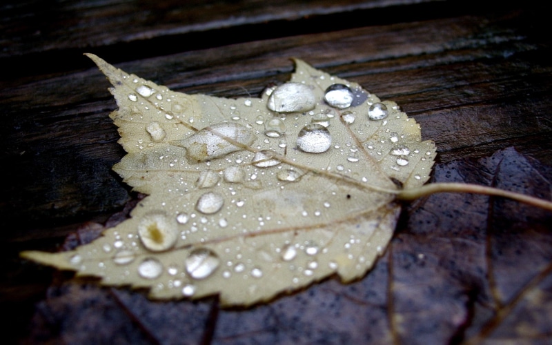 leaves, 2K, fallen